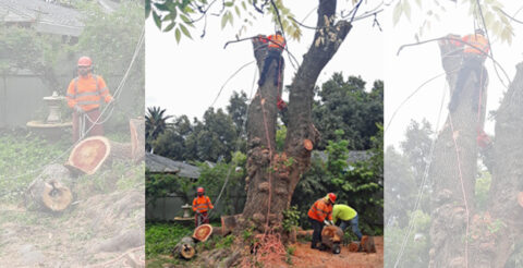 Meiners Oaks Tree Removal