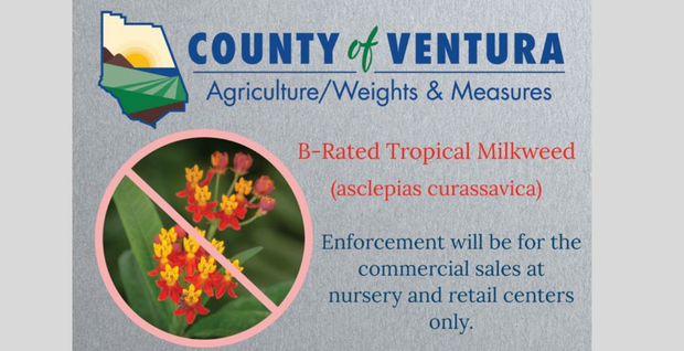 Tropical milkweed no longer be allowed to be sold in nurseries or retail centers