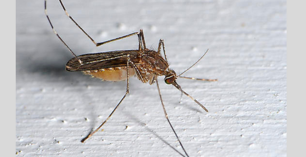 Bird tests positive for West Nile Virus